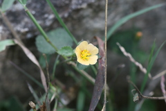 Sida glutinosa